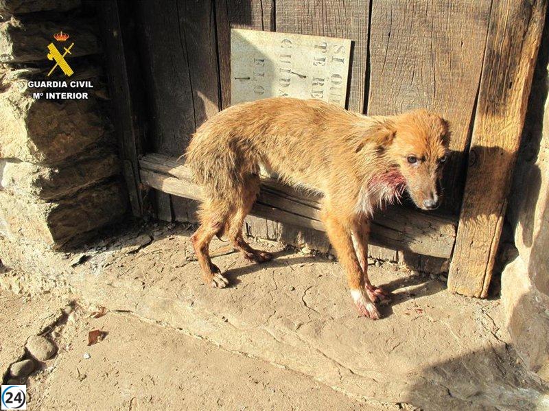 Investigan a una mujer en Huesca por la muerte de 5 perros por negligencia