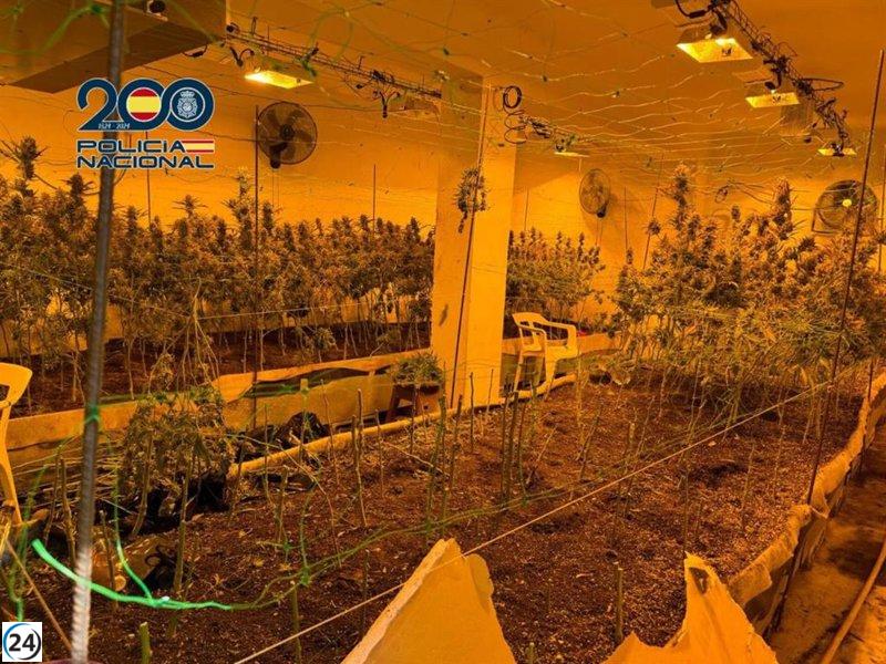 Siete detenidos por posesión de marihuana en plantación clandestina.