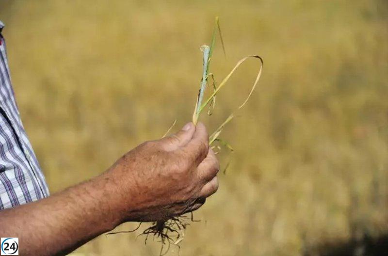 La sequía golpea a más de 30.000 hectáreas en Huesca Oriental, según UAGA-COAG.