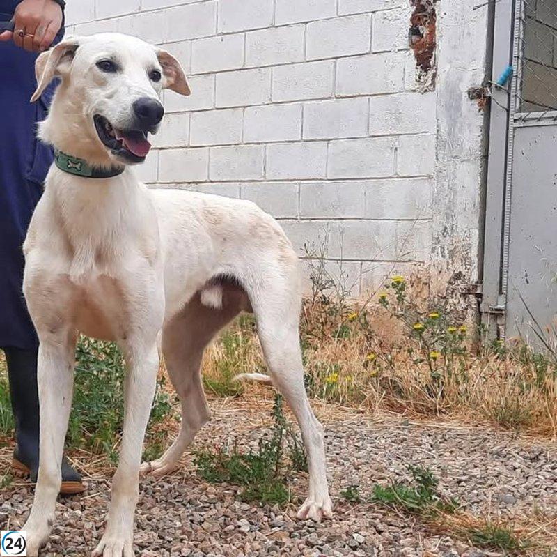 DPZ invita a adoptar perros del refugio de Movera en esta Navidad.