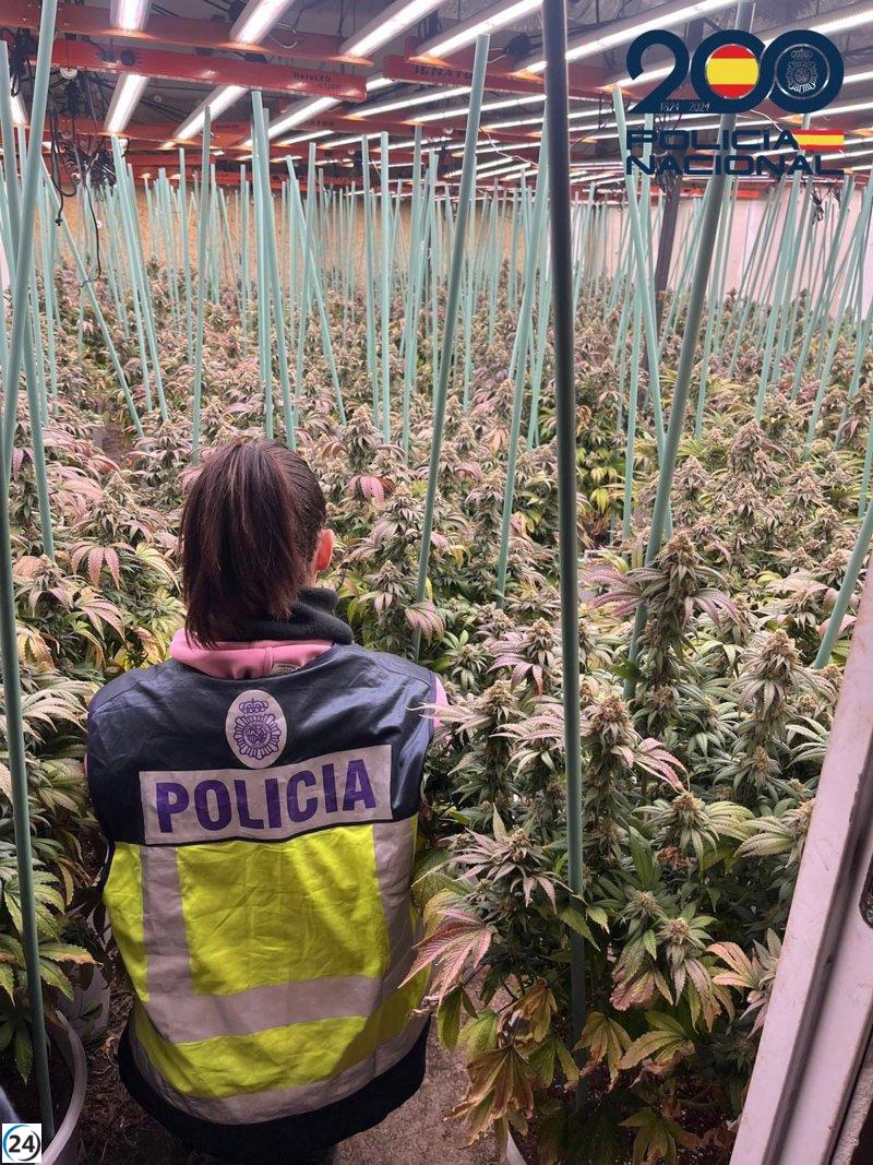 Desmantelan en Monzú la mayor plantación de marihuana descubierta en Huesca.
