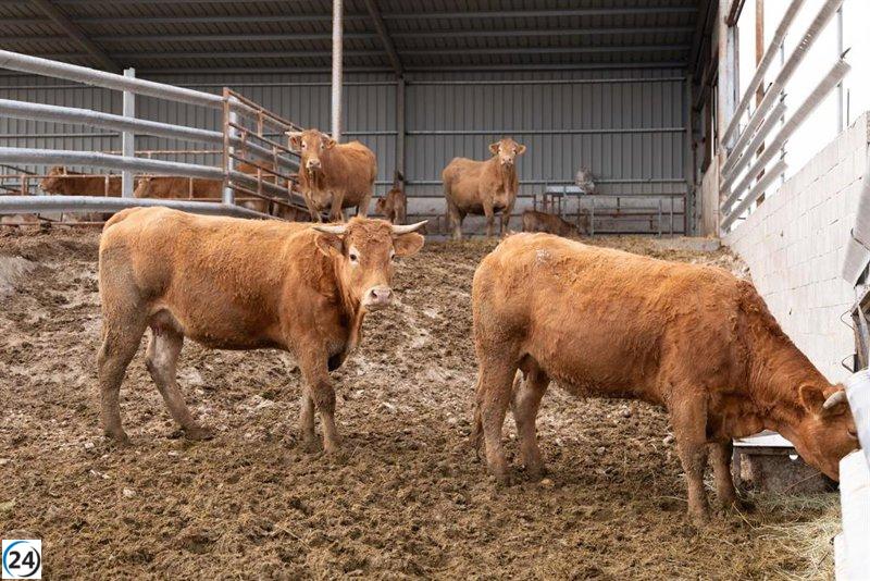 Aragón compra 300,000 dosis de vacunas contra la Lengua Azul.