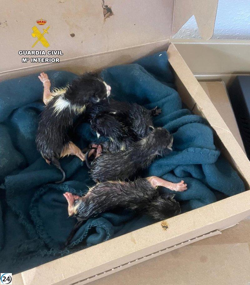Detienen en Barbastro a mujer por abandonar cinco gatos en un contenedor.