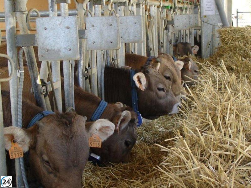 CITA investiga el uso de guisante y recursos locales en la alimentación de terneros.