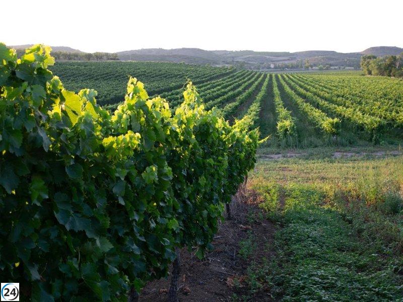 El Centro de Sanidad Vegetal aconseja combatir el mildiu con tratamientos específicos.