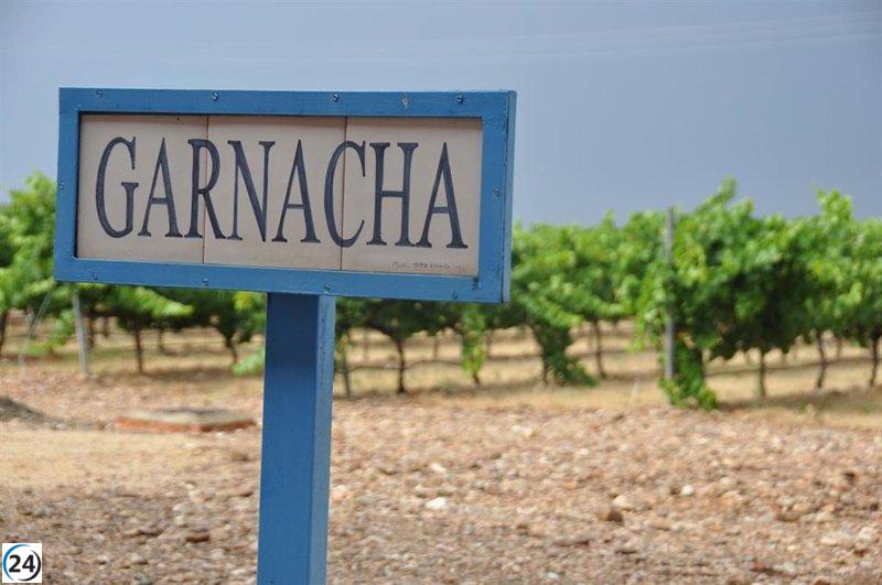 Cariñena celebra el XIII Concurso Internacional de Garnachas con participación de tres continentes.