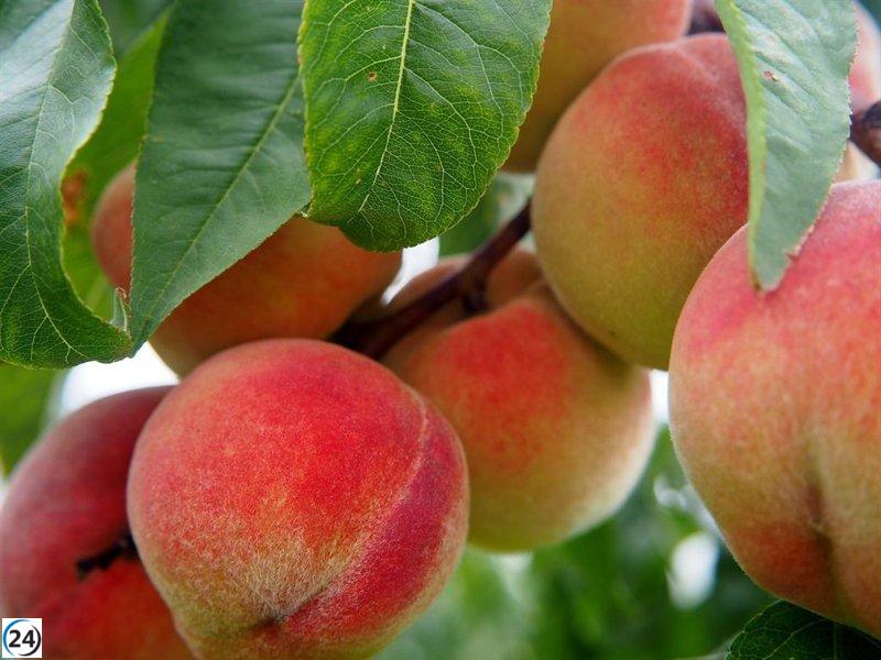Aragón anticipa una cosecha de 630.000 toneladas de fruta de hueso, un crecimiento del 3,5% respecto al año anterior.