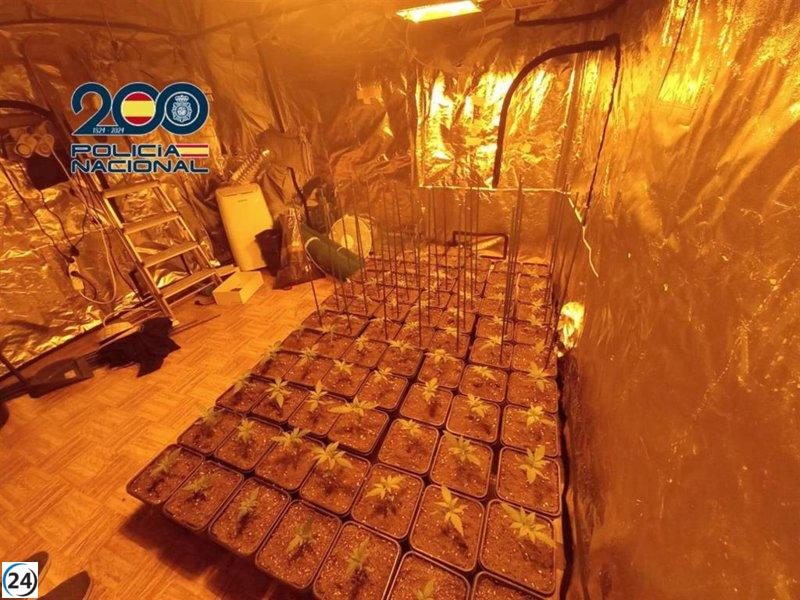 Tres arrestados en Zaragoza tras el robo de un bolso: se halló una plantación de marihuana.