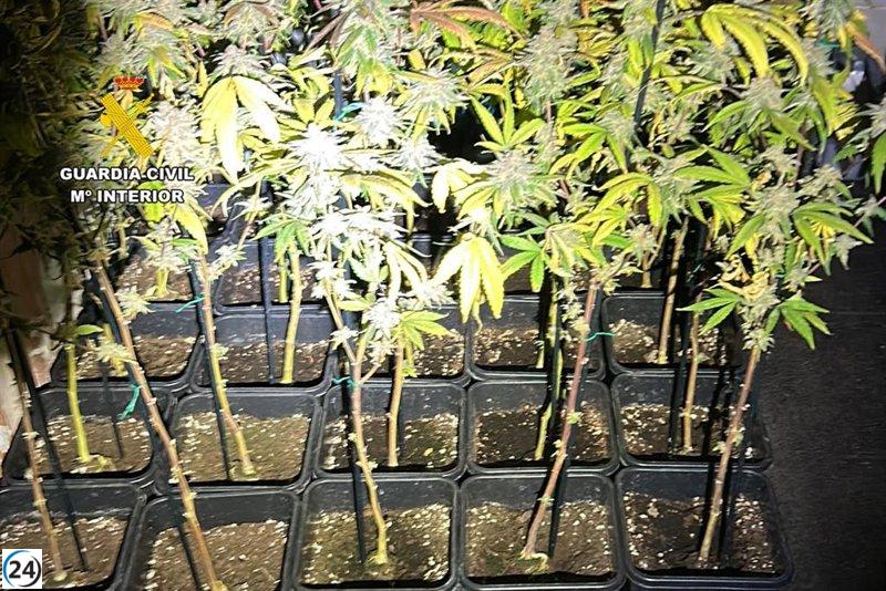 Arrestado en Puendeluna un individuo con 346 plantas de cannabis y 7 kilos de flores de marihuana.