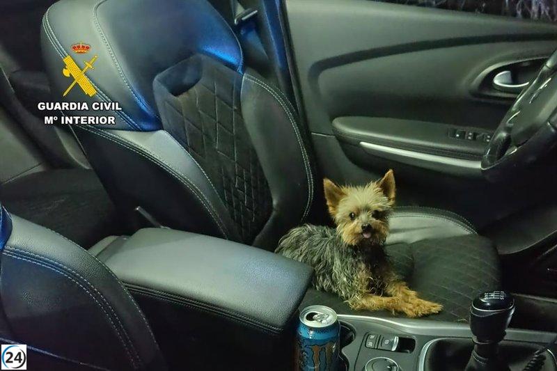 Perro ayuda a rescatar a su dueño herido tras caída en un talud.