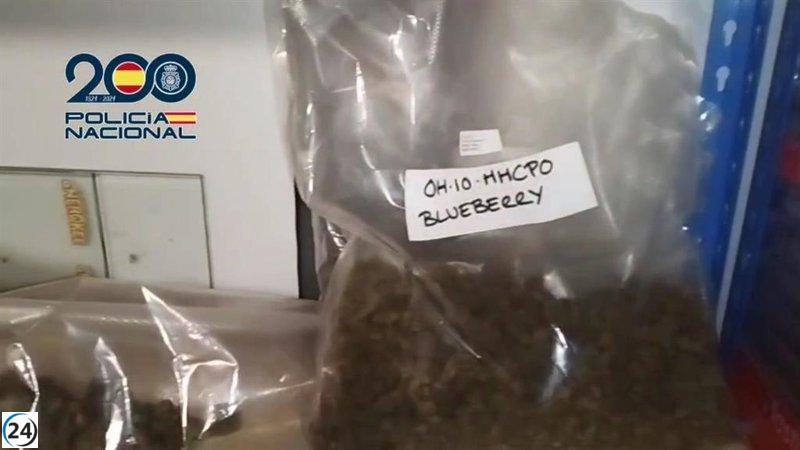 Arresto de individuo que utilizó cuatro 'Grow Shops' como fachada para tráfico de marihuana y hachís.