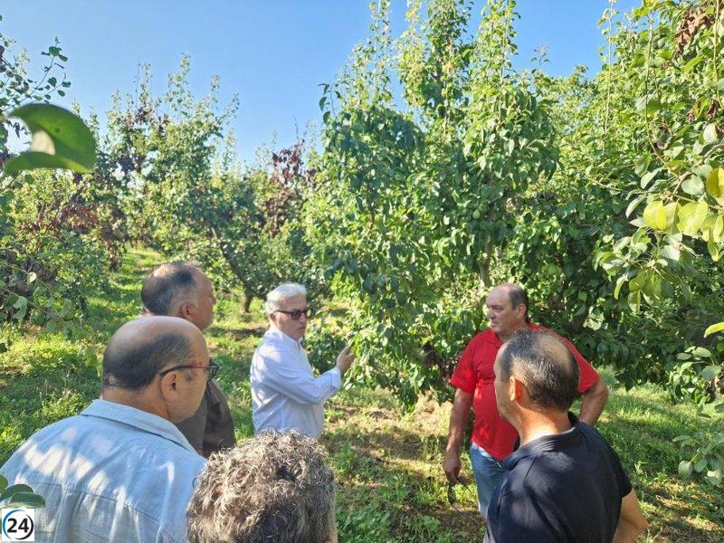 Agricultura lanza estrategia para renovar cultivos ante la amenaza del fuego bacteriano.