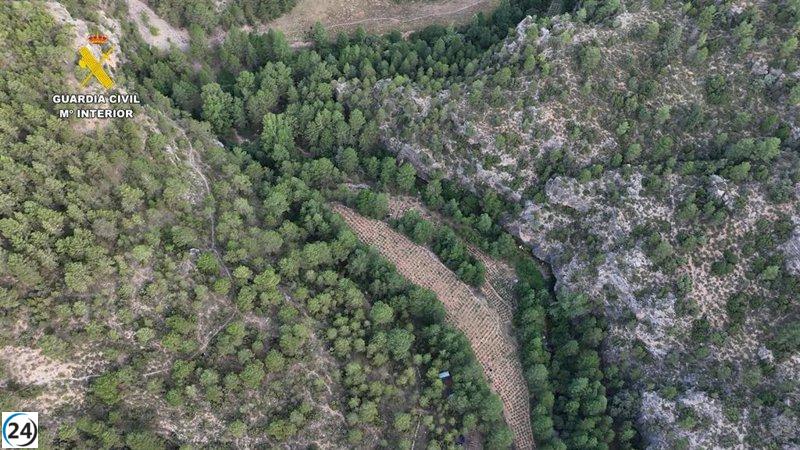 La Guardia Civil desmantela tres cultivos de marihuana en Teruel y arresta a dos sospechosos.