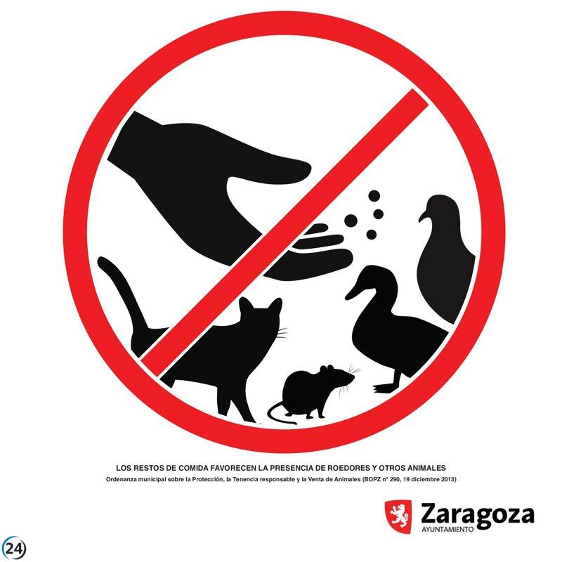 Zaragoza lleva a cabo más de 15,000 tratamientos contra ratas en 2025.
