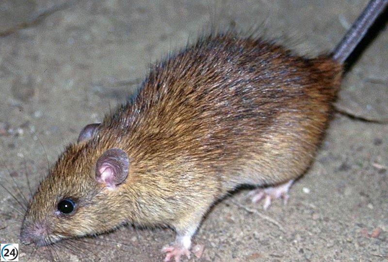 El PSOE solicita a Chueca un plan urgente para erradicar las ratas en Zaragoza.