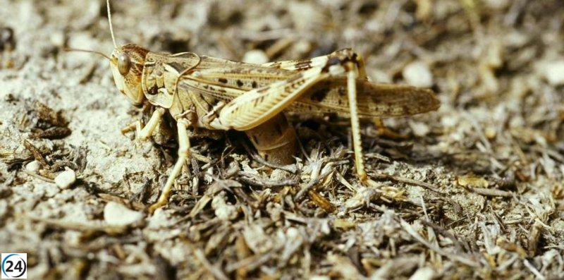 Gobierno implementa acciones urgentes para frenar la plaga de langostas en zonas agrícolas afectadas desde mayo.