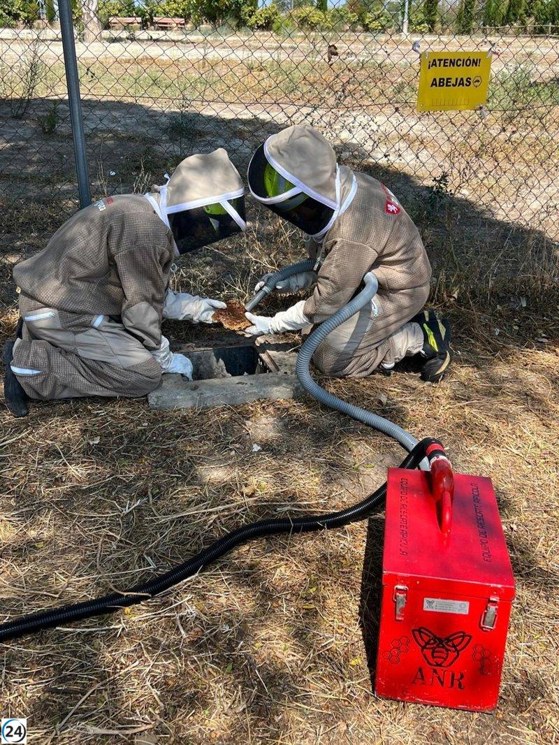 Bomberos de Zaragoza rescatan 20,000 abejas de una arqueta en Valdespartera.