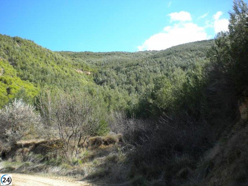 Aragón destina 2,5 millones de euros a fortalecer la salud de sus bosques.