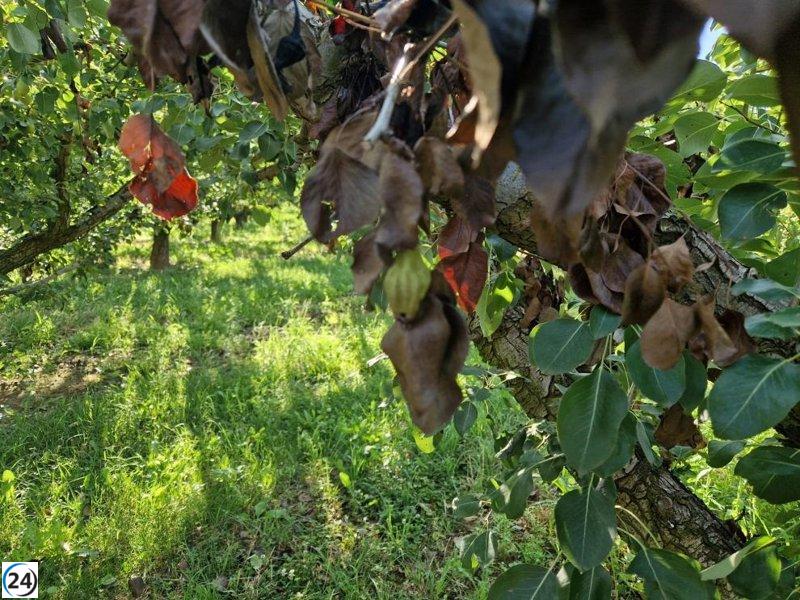 El sector agrícola lanza ayudas para perales y membrilleros dañados por fuego bacteriano.