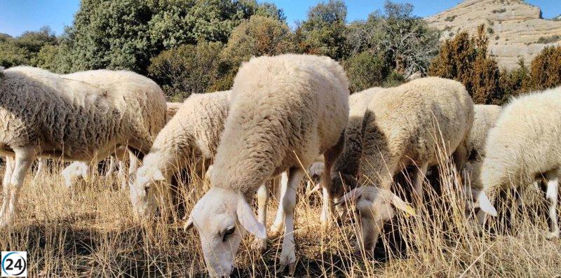 Medidas especiales en ferias ganaderas refuerzan la lucha contra la Lengua Azul en el sector agrícola.
