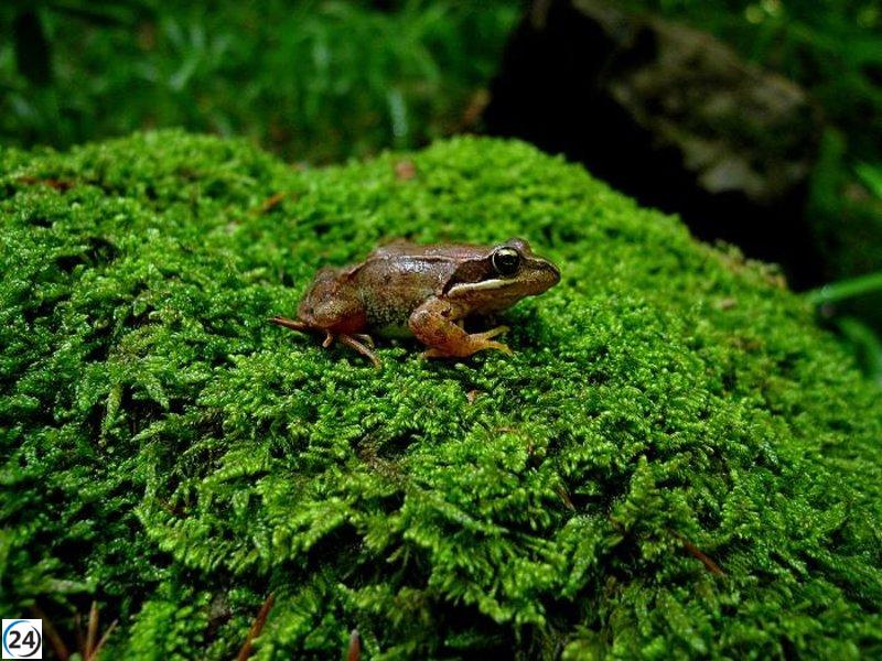 Blasco se informa sobre los progresos en la preservación de la rana pirenaica en el Acuario de Zaragoza.