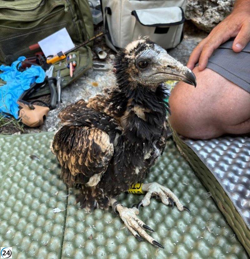 Pollos de alimoche equipados con GPS inician su migración a África desde Aragón.