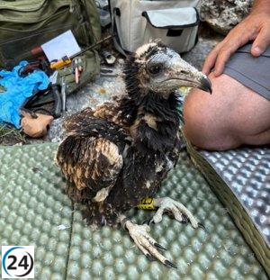 Pollos de alimoche equipados con GPS inician su migración a África desde Aragón.