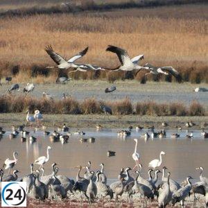 Gallocanta celebra la llegada inaugural de grullas: una maravilla natural aragonesa.