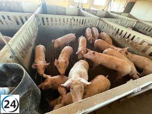 Vaquero ve oportunidades de diálogo con China a pesar de los aranceles en la carne de cerdo.