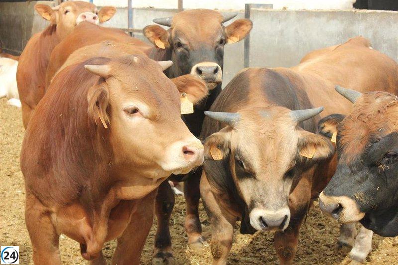 Aragón refuerza su ganado bovino con 80.000 vacunas contra la dermatosis nodular contagiosa.