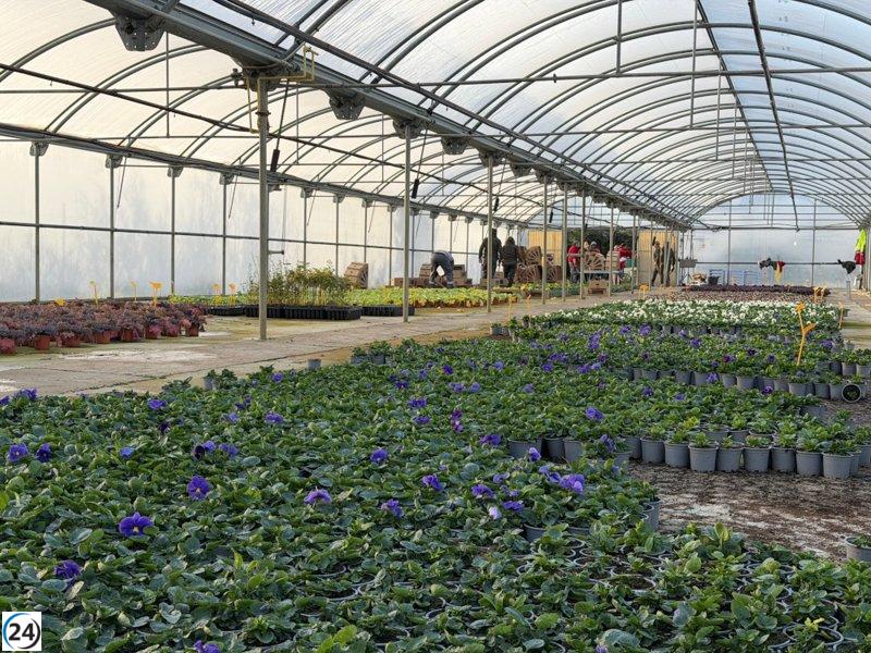 La Diputación de Huesca distribuye flores de otoño a 50 municipios.