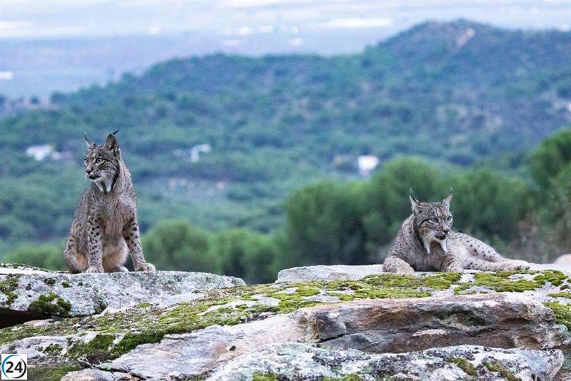 Aragón da un paso adelante y reintroducirá ocho linces ibéricos en la cuenca del Huerva.