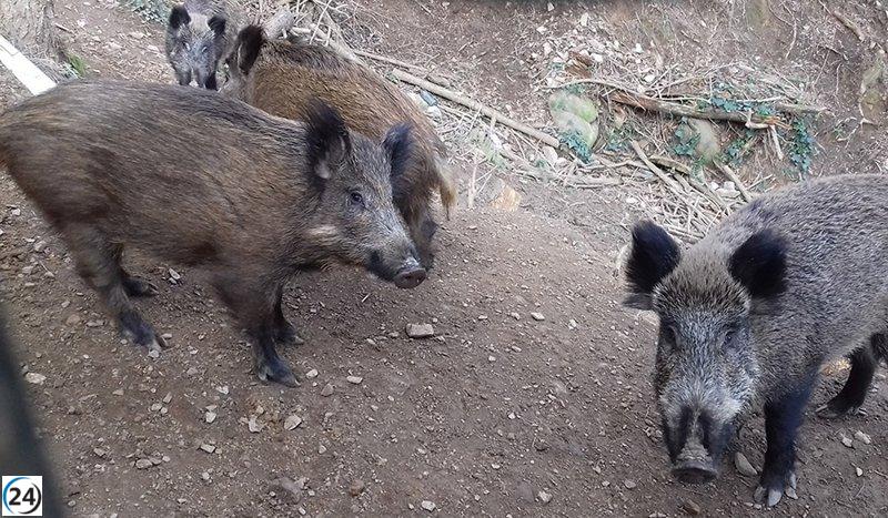 ASAJA Aragón alerta sobre el brote de peste porcina y pide medidas para gestionar la fauna salvaje.
