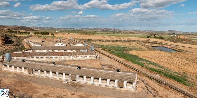 Aragón solicita a Agricultura que acelere las gestiones internacionales para salvaguardar las exportaciones de cerdo.