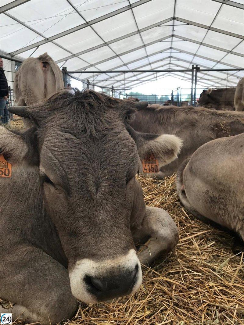 Aragón solicita permiso a la UE para vacunar 30,000 vacas tras brotes de Dermatosis Nodular en Francia.