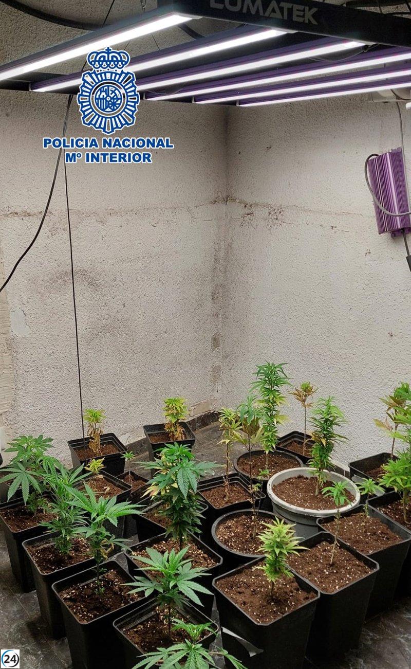 Dos detenidos por tráfico de marihuana en Oliver, Zaragoza.
