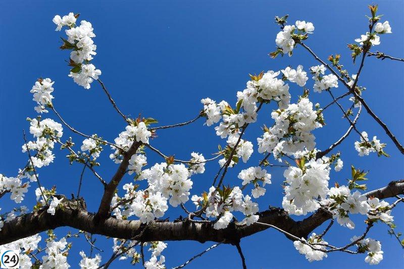 El Museo de Zaragoza celebra la fiesta primaveral japonesa de 