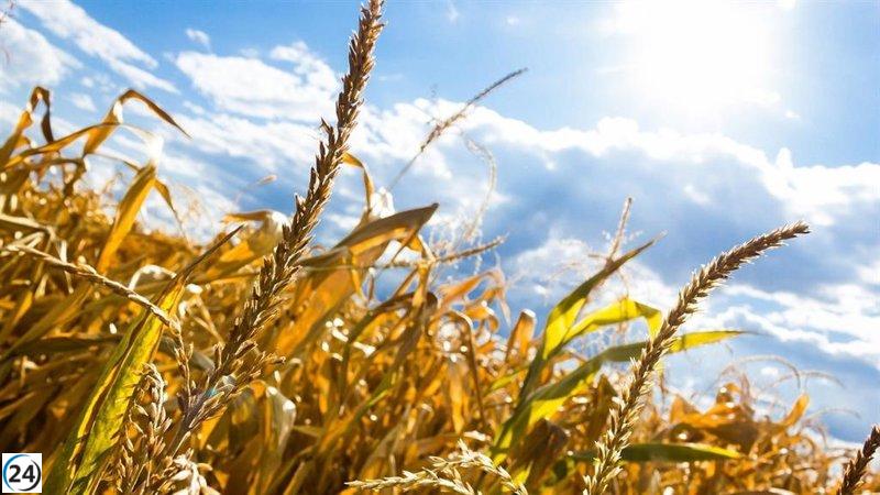 La sequía provocará pérdidas de más de un millón de toneladas de cereal en Aragón, según UAGA.