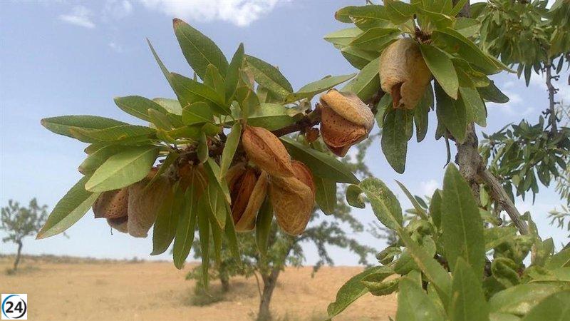 UAGA revela una caída del 50% en la recolección de almendra en comparación con las previsiones.