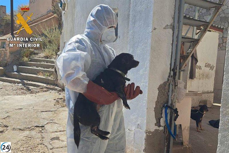 El SEPRONA rescata 16 animales en condiciones deplorables en vivienda de Borja