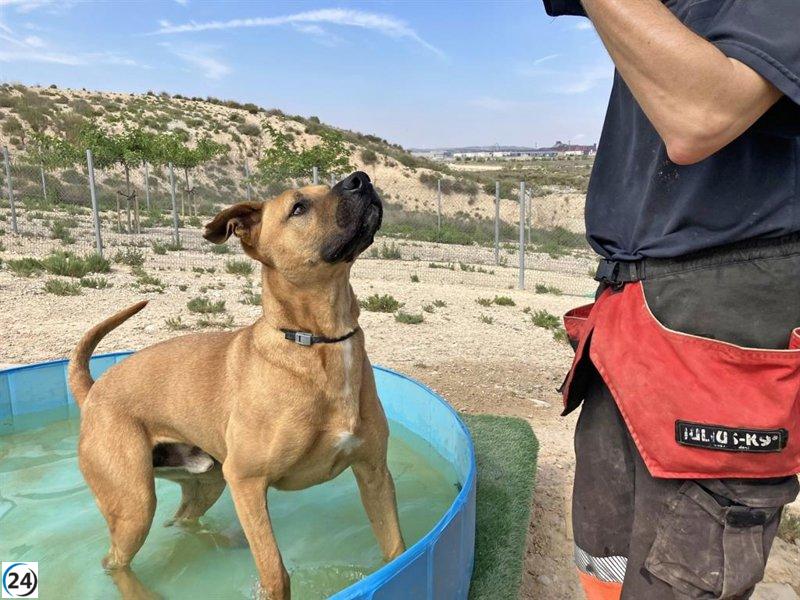 Refuerzan medidas en Centro de Protección Animal de Zaragoza para proteger animales del calor.