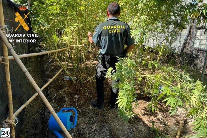 Desarticulan operativo de tráfico de drogas en Villamayor (Zaragoza): 20 kilos de marihuana decomisados y dos arrestados por la Guardia Civil.