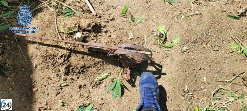 Detenido el responsable de una plantación de marihuana en Calatayud por la Policía Nacional