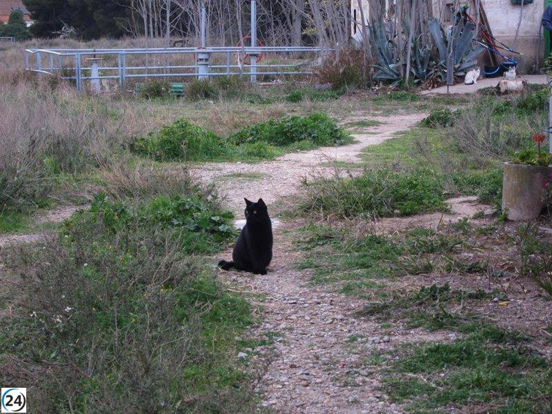 El Ayuntamiento de Zaragoza destina 30.000 euros en ayuda a la protección animal