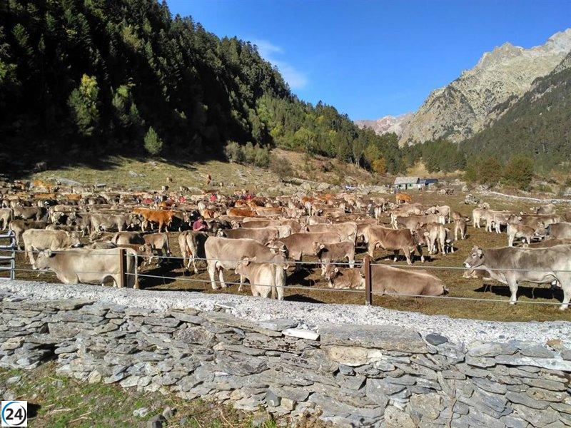 El PSOE Alto Aragón insta a Samper a mostrar más apoyo a los ganaderos y a implementar medidas para detener el avance de la Encefalopatía Espongiforme Bovina (EEB).
