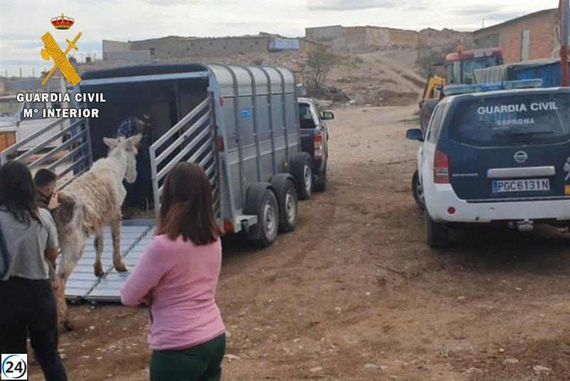 El SEPRONA salva a un burro en Belchite (Zaragoza) en condiciones insalubres extremas
