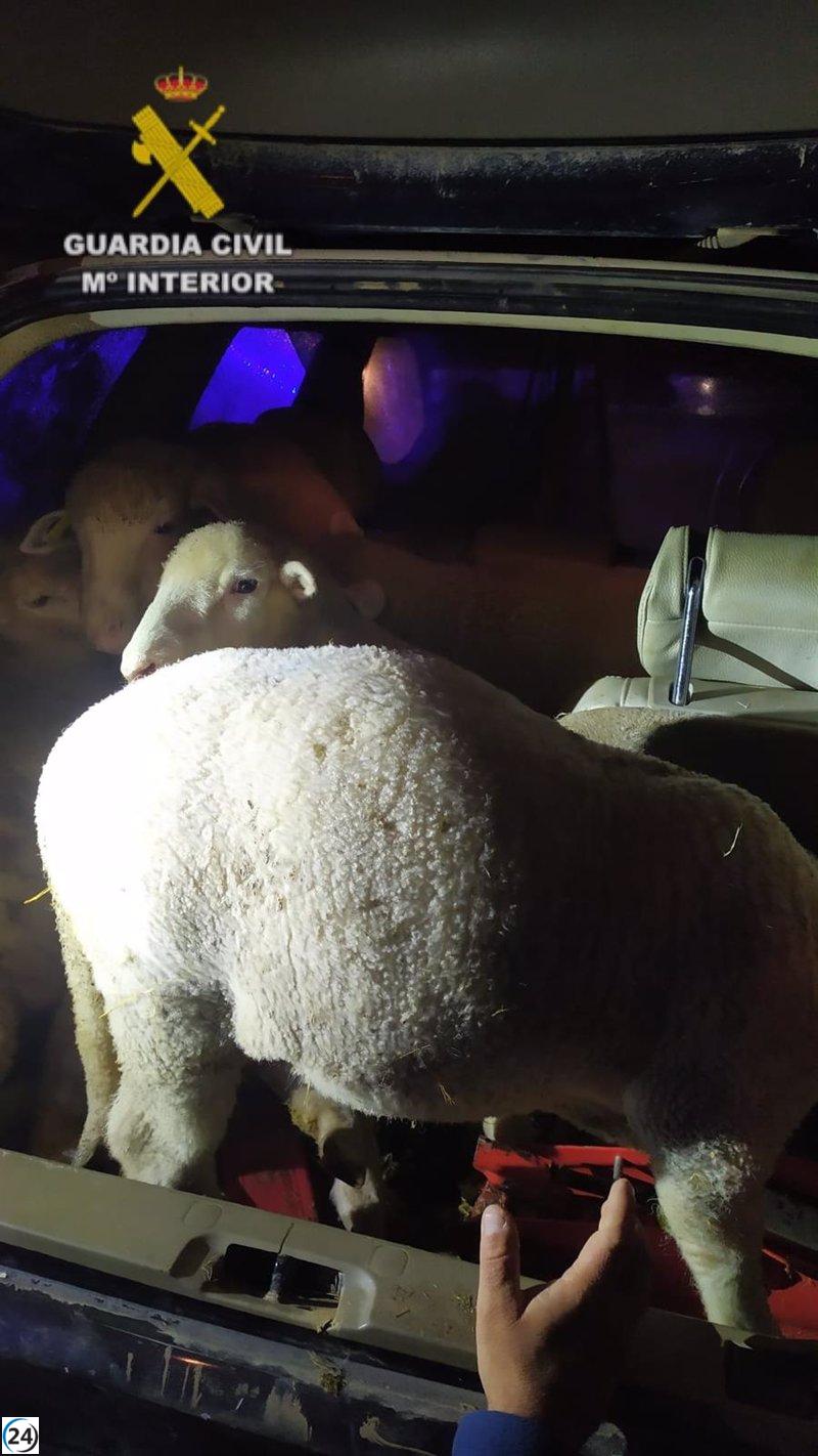 Arrestan a dos individuos por el saqueo de crías de oveja en una explotación agrícola en Loporzano (Huesca)