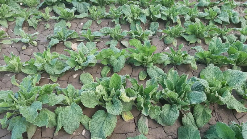 La borraja a la aragonesa, la joya verde de la huerta zaragozana